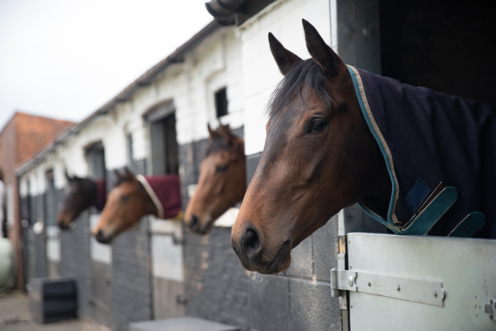 Minster Equine - Malton (Web) 133